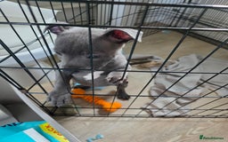 Staffordshire Bull Terrier dogs for sale: 1 Girl left & ready to collect KC Registered - Image 2