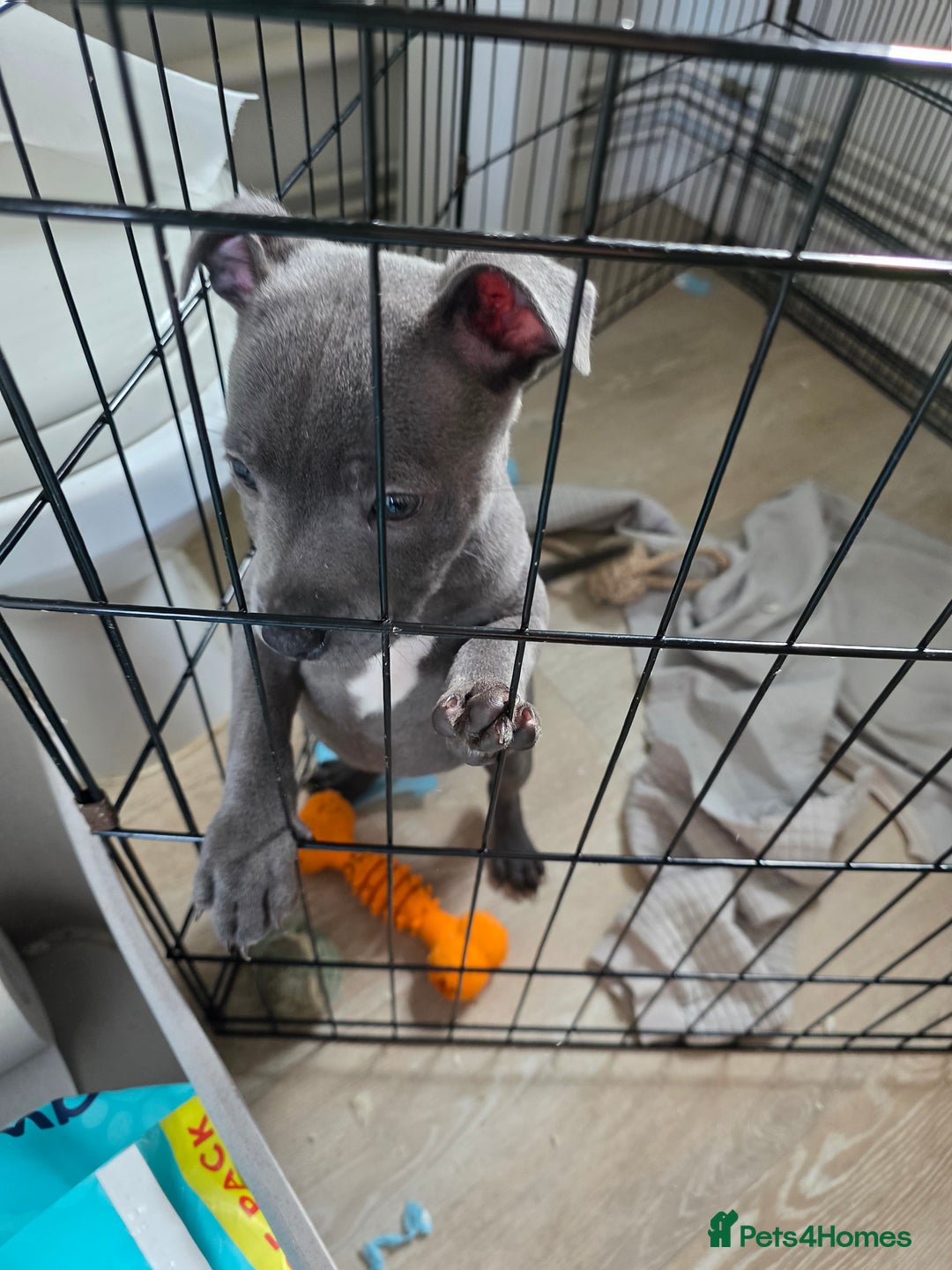 Staffordshire Bull Terrier dogs for sale: 1 Girl left & ready to collect KC Registered - Image 2