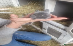 English Lop rabbits for sale: Rabbits  - Image 1