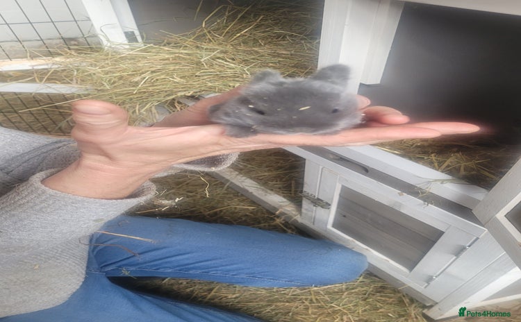 English Lop rabbits - Advert 3