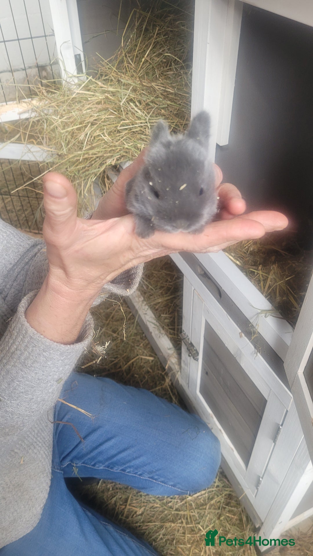 English Lop rabbits for sale: Rabbits  - Image 1