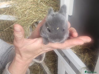 English Lop rabbits - Advert 30