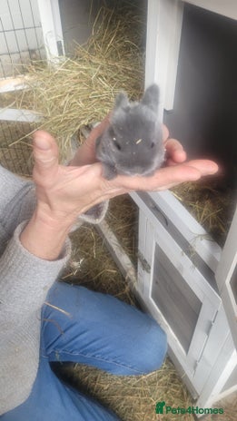 English Lop rabbits - Advert 5