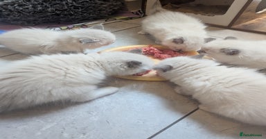 Ragdoll cats - Advert 10