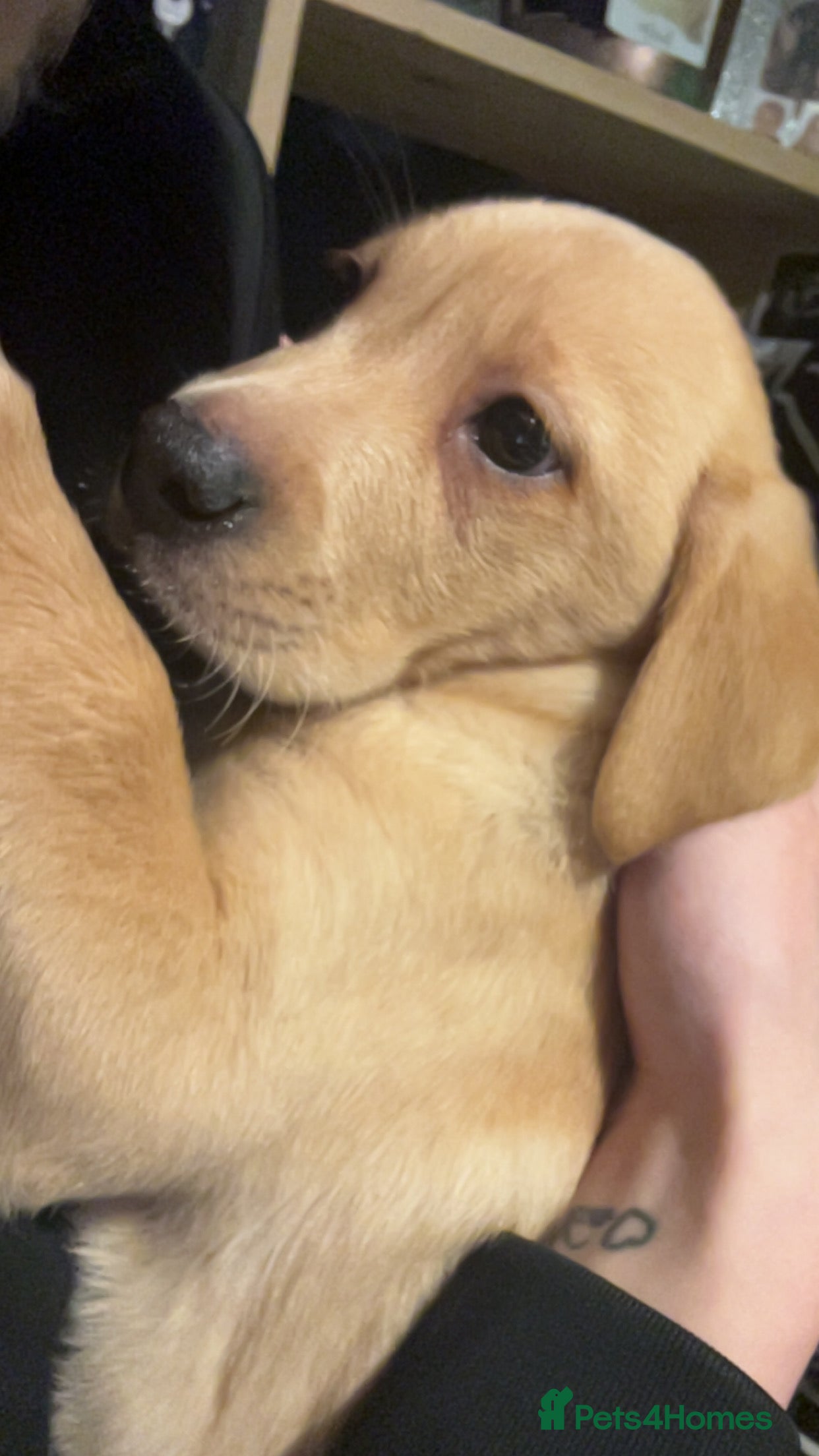 Labrador Retriever dogs Red fox Labrador  - Advert 2