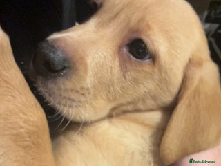 Labrador Retriever dogs Red fox Labrador - Advert 2