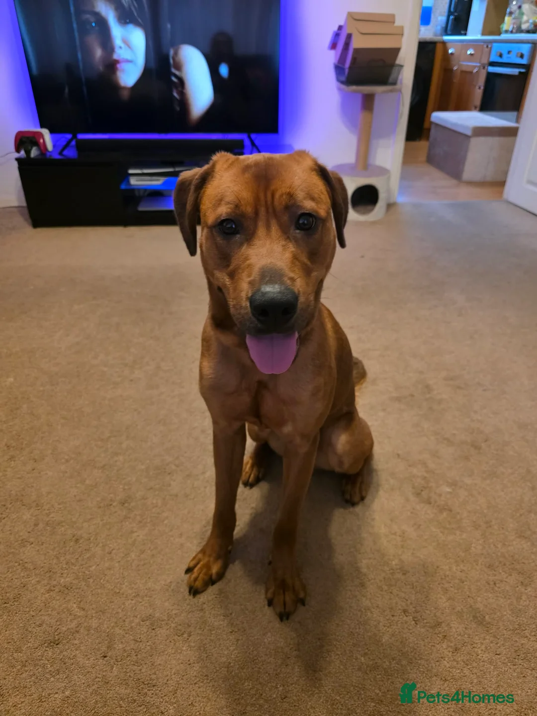 Mixed Breed dogs for sale: 1 year old staff x labrador rottweiler  - Advert 2