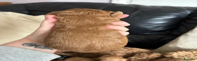 Cockapoo 2