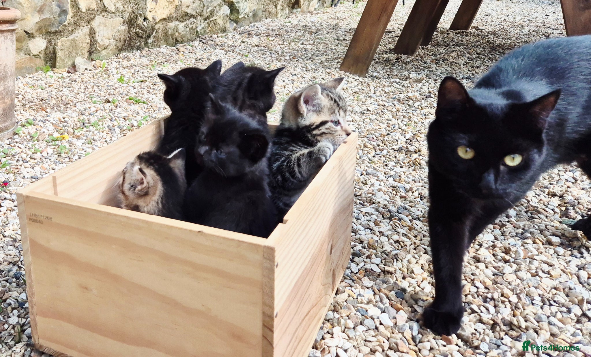 Mixed Breed cats for sale: Gorgeous Kittens for sale - Advert 3