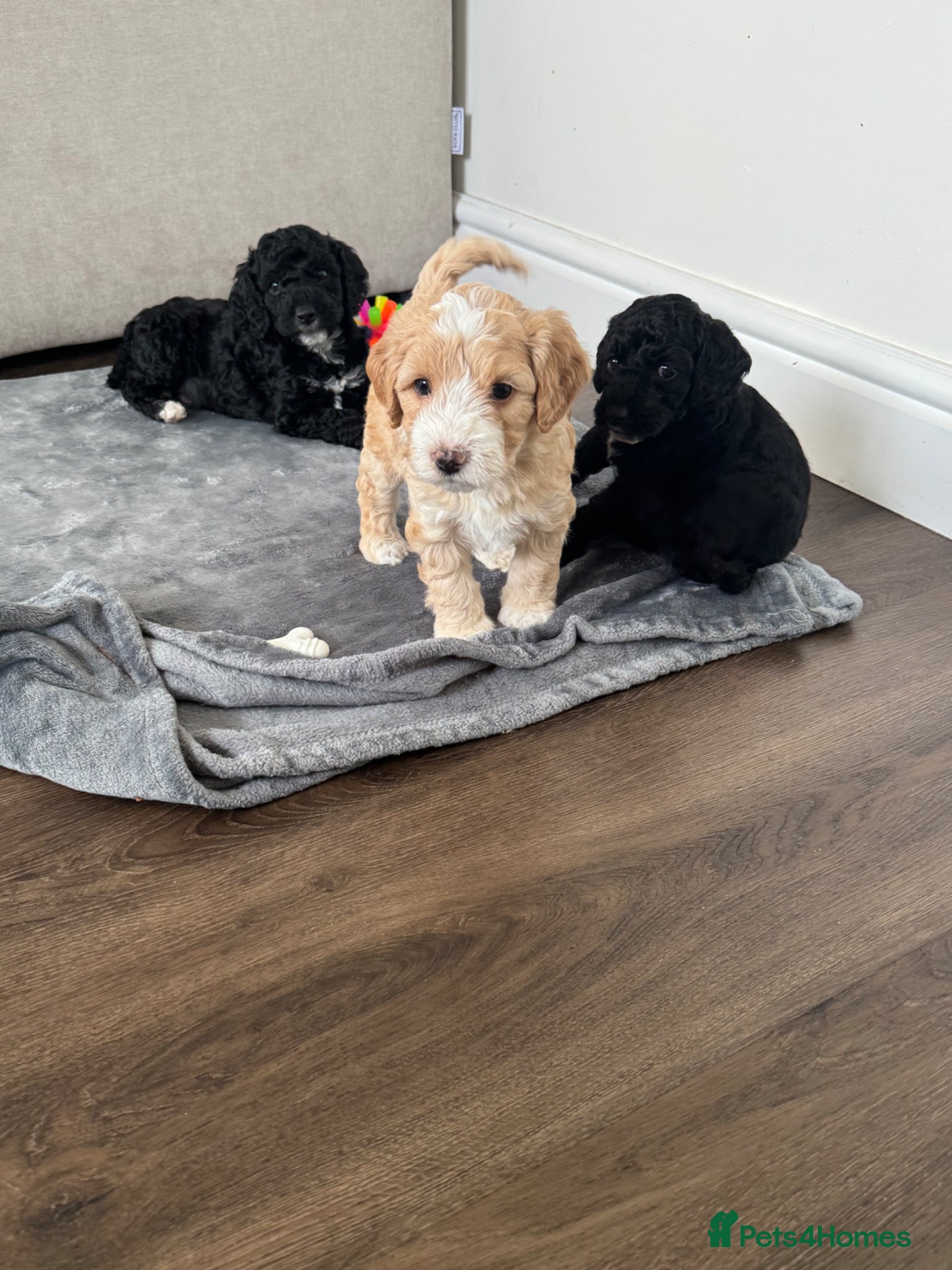 Cockapoo dogs Cockapoo Puppies  - Advert 14