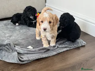 Cockapoo dogs Cockapoo Puppies - Cheshire - Advert 1