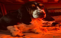 Basset Hound dogs for sale: Basset Hound Puppies - Image 3