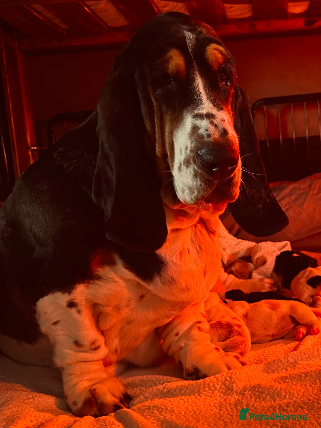 Basset Hound dogs for sale: Basset Hound Puppies - Image 3