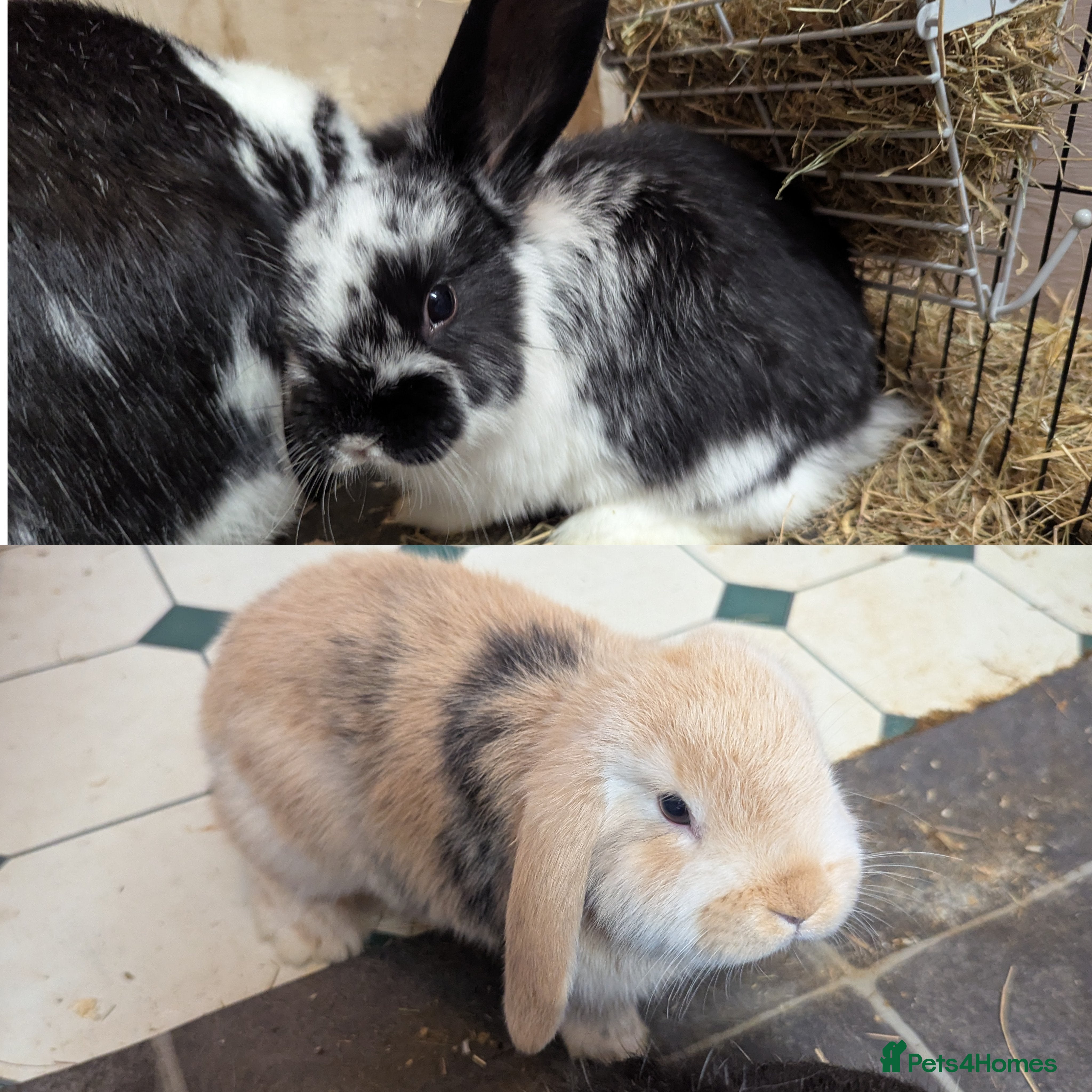 Mini Lop rabbits Mini Lop babies for sale £40 each - Advert 15