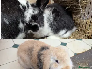 Mini Lop rabbits Mini Lop babies for sale £40 each - Advert 15