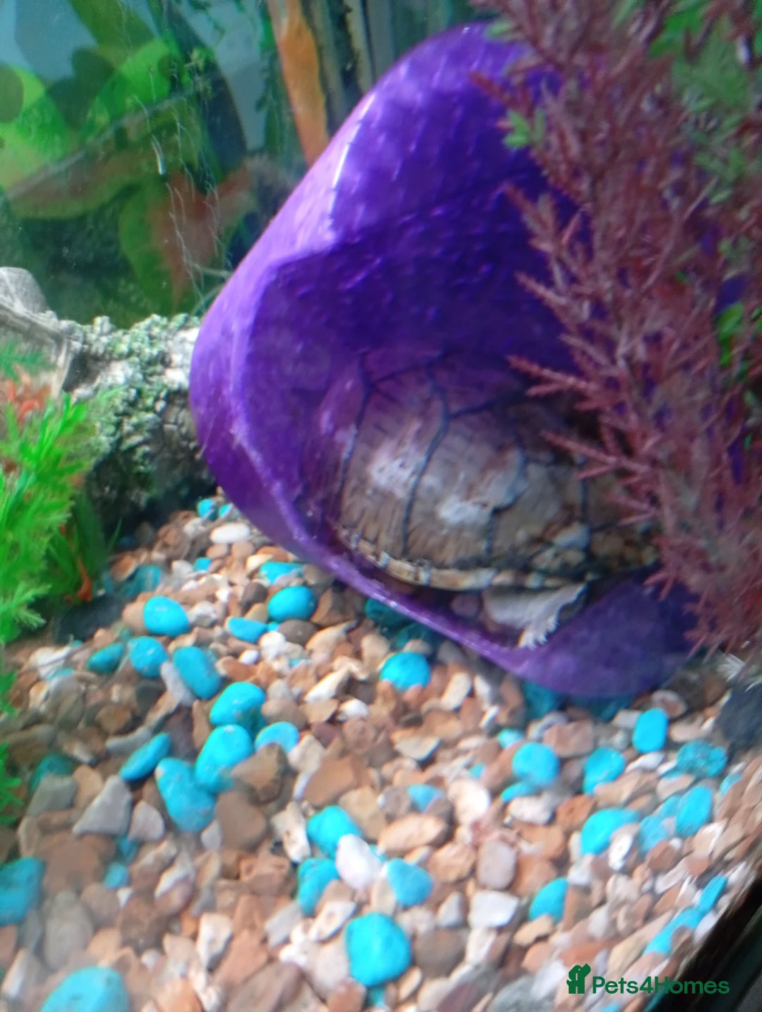 Turtle reptiles for sale: 3 x Musk turtles - Advert 3