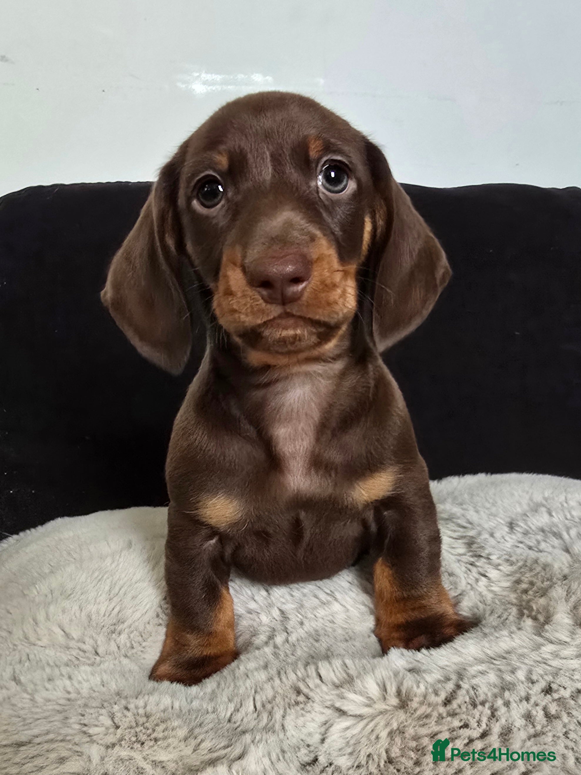 Dachshund dogs Beautiful Dachshund Boy - Advert 13