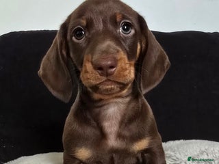 Dachshund dogs Beautiful Dachshund Boy - Advert 13