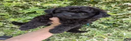 Pomapoo dogs for sale: Last Gorgeous female Pomapoo puppy  - Advert 4