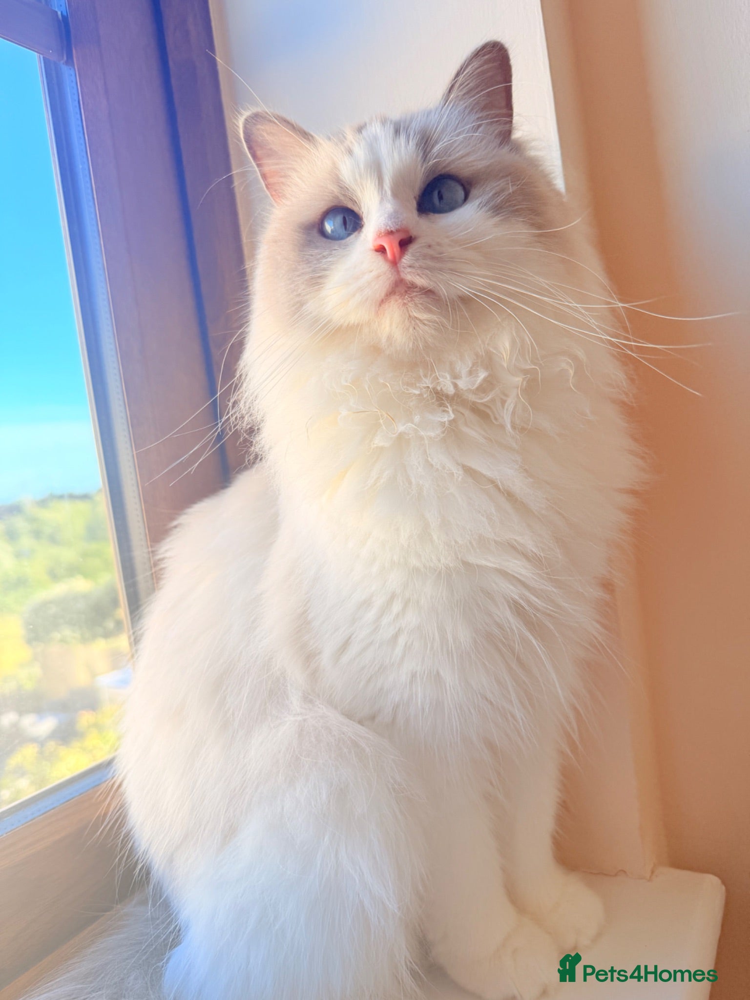 Ragdoll cats Pedigree Ragdoll GCCF for rehome - Advert 1
