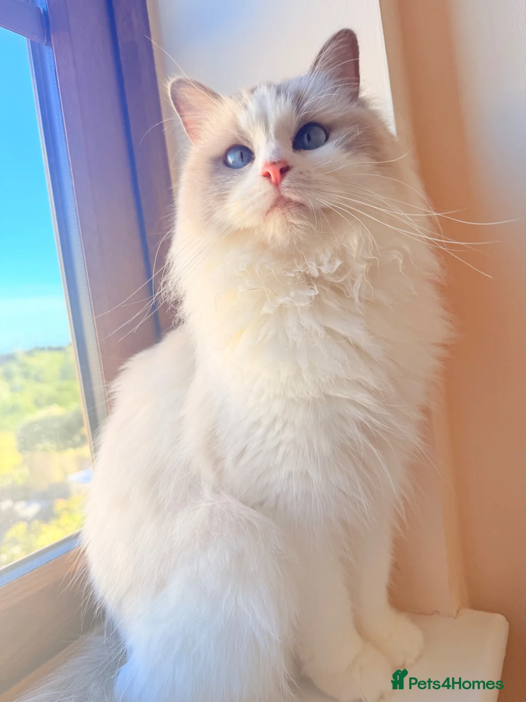 Ragdoll cats for sale: Pedigree Ragdoll GCCF for rehome - Advert 1