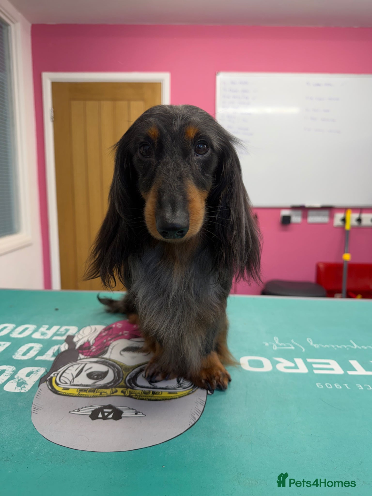 Miniature Dachshund dogs Silver dapple miniature longhaired dachshund stud - Advert 13