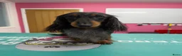 Miniature Dachshund dogs for stud: Silver dapple miniature longhaired dachshund stud - Advert 3