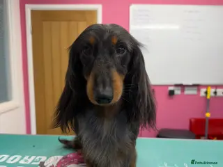 Miniature Dachshund dogs Silver dapple miniature longhaired dachshund stud - Advert 13