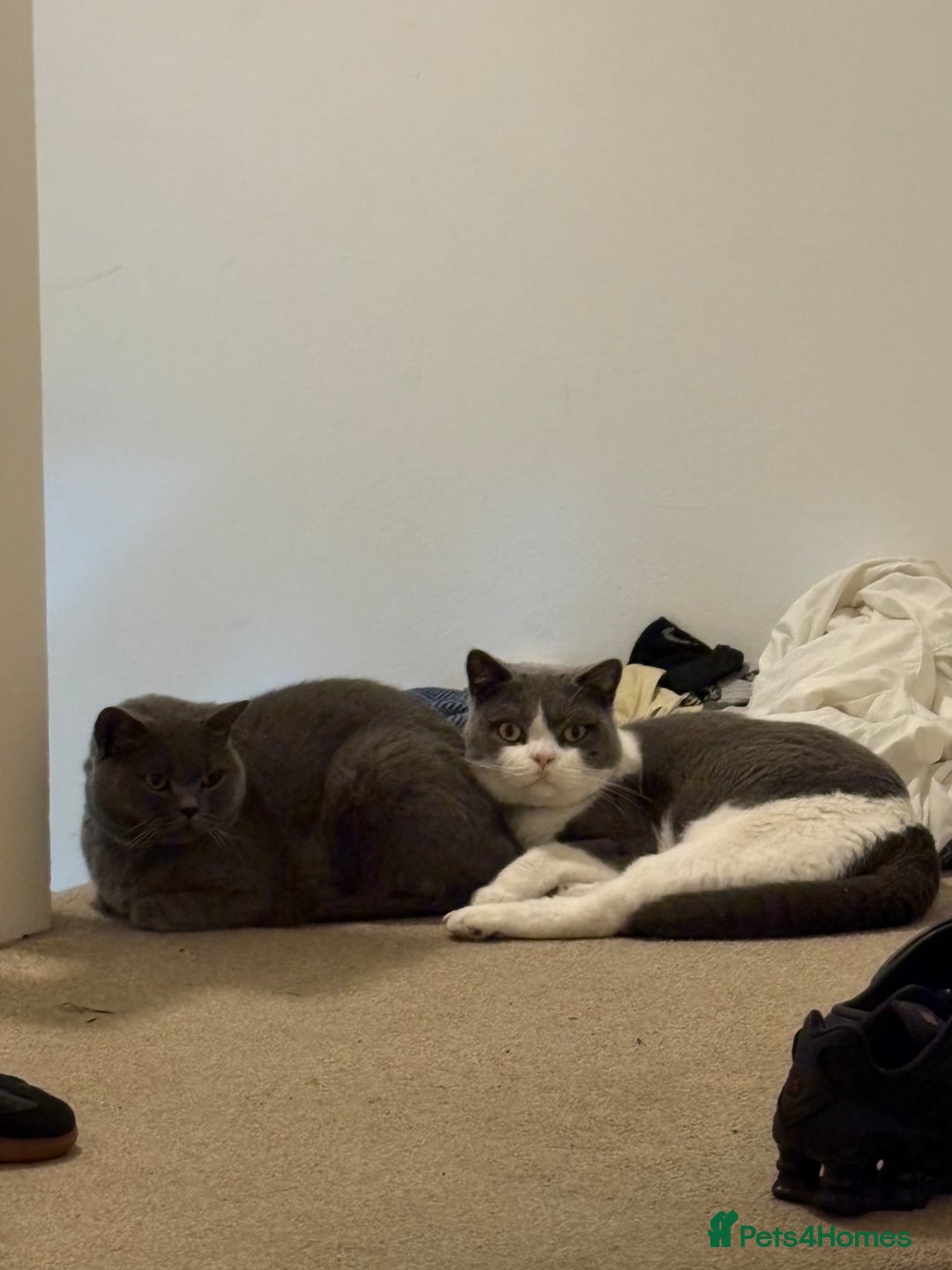 British Shorthair cats for sale: Re homing my two cats  - Image 7
