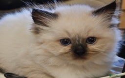 Himalayan cats for sale: Adorable Himalayan Kittens (Both Female) - Image 7