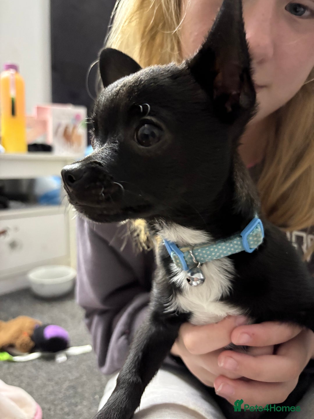 Chihuahua dogs for sale: Male chihuahua for sale  - Image 3