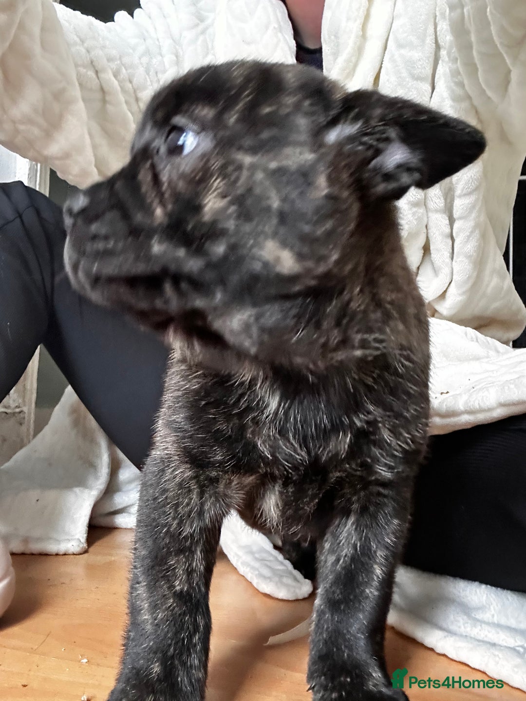 Mixed Breed dogs for sale: Beautiful French chows ready to leave!  - Image 9