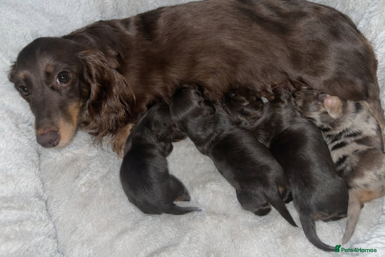 Miniature Dachshund dogs LONGHAIRED MINIATURE DACHSHUNDS  - Advert 1