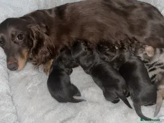 Miniature Dachshund dogs LONGHAIRED MINIATURE DACHSHUNDS - Advert 17