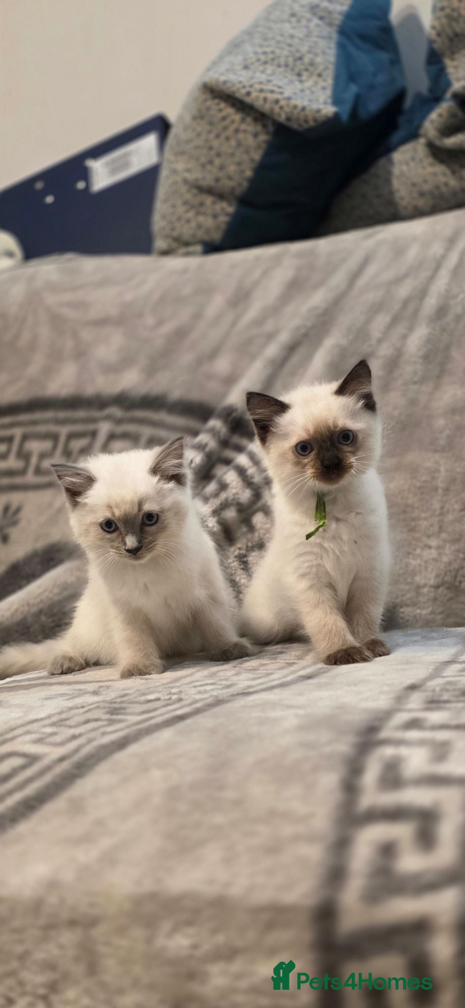 Ragdoll cats 5 ragdoll kittens available  - Advert 18