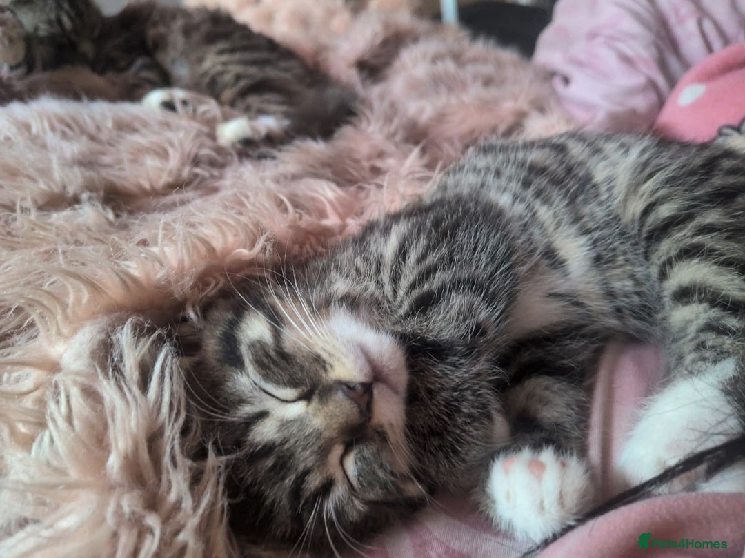 Mixed Breed cats for sale: Two male kittens available  - Image 3