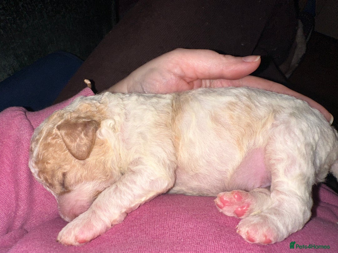 Cavapoochon dogs for sale: Cavapoochon! Our December Reindeer Litter!  - Image 13