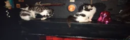 Mixed Breed cats for sale: 2 Beautiful kittens  - Advert 1