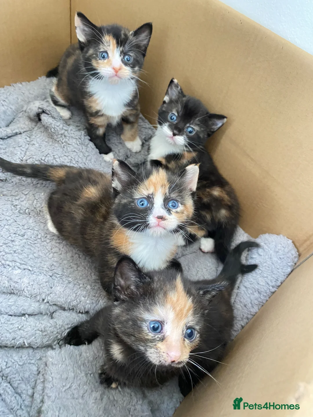 Mixed Breed cats for sale: 3 calico and 1 tortoiseshell girls - Advert 1