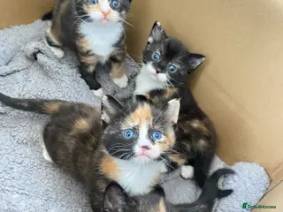 Mixed Breed cats 3 calico and 1 tortoiseshell girls - Advert 4