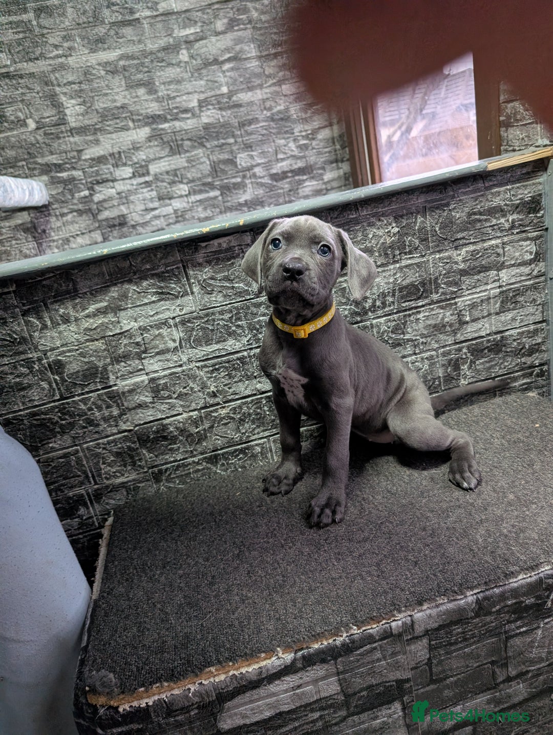Cane Corso dogs for sale: Cane corso puppies  - Advert 13