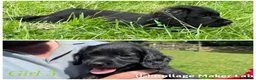 Cockerdor dogs for sale: ****GORGEOUS COCKERDOR PUPPIES**** in Tiverton - Advert 6