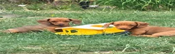 Miniature Dachshund dogs for sale: ⭐️REDUCED⭐️KC Miniature Smooth haired Dachshund  - Advert 5
