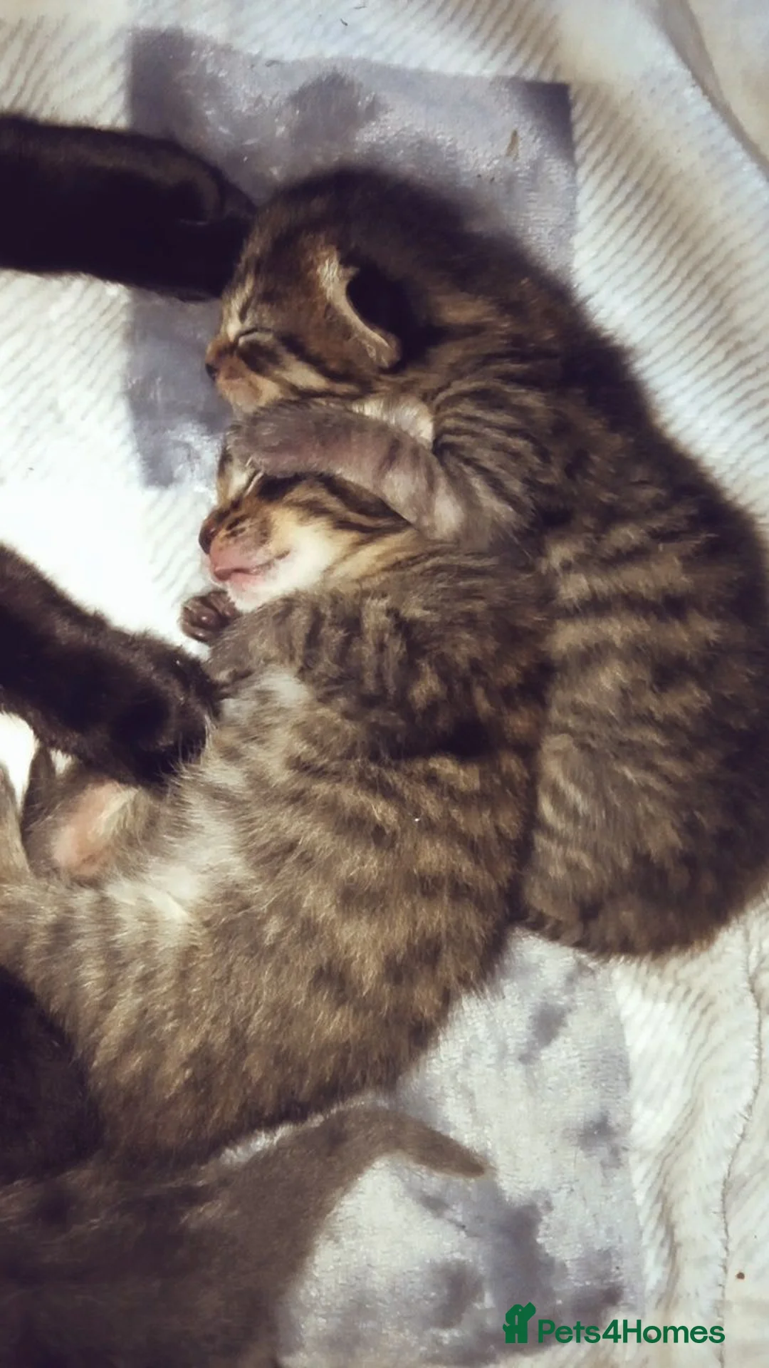 Mixed Breed cats for sale: 2 beautiful tabby boys - Advert 2
