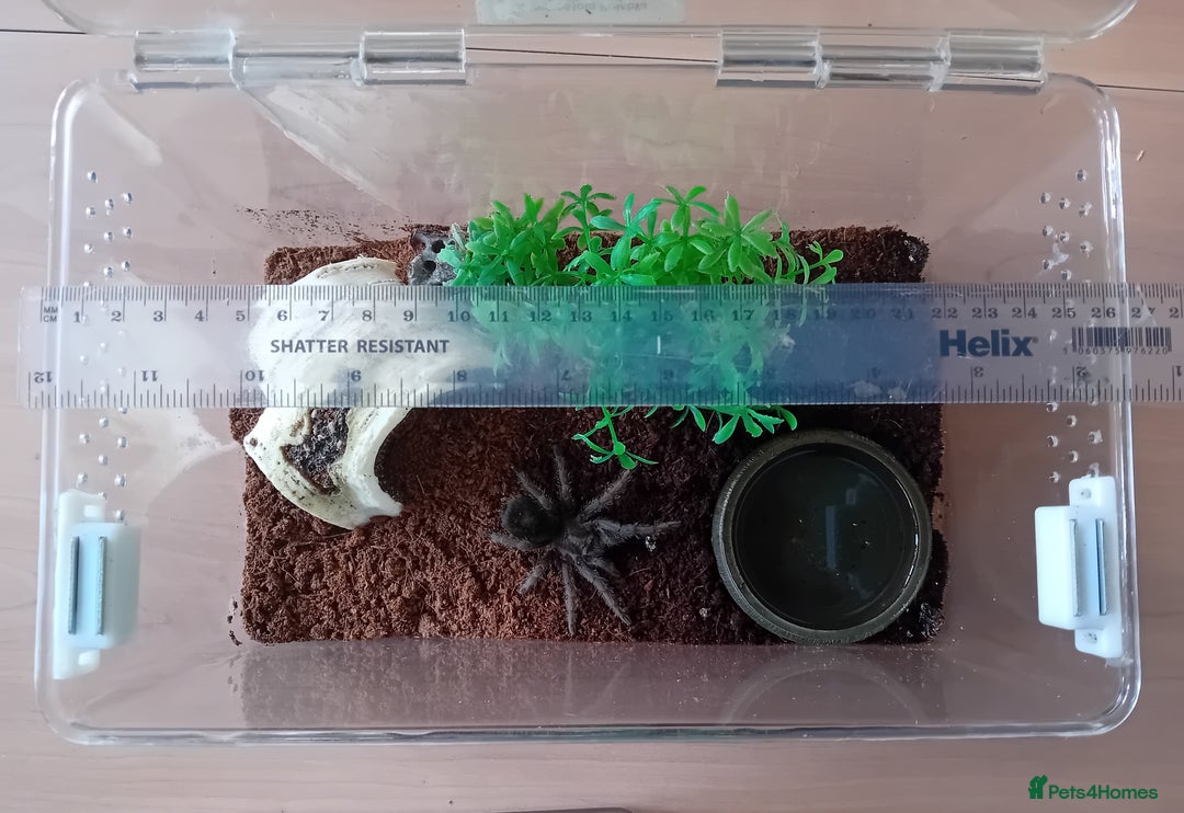 Tarantulas invertebrates for sale: 2 Tarantulas with enclosures  - Image 3