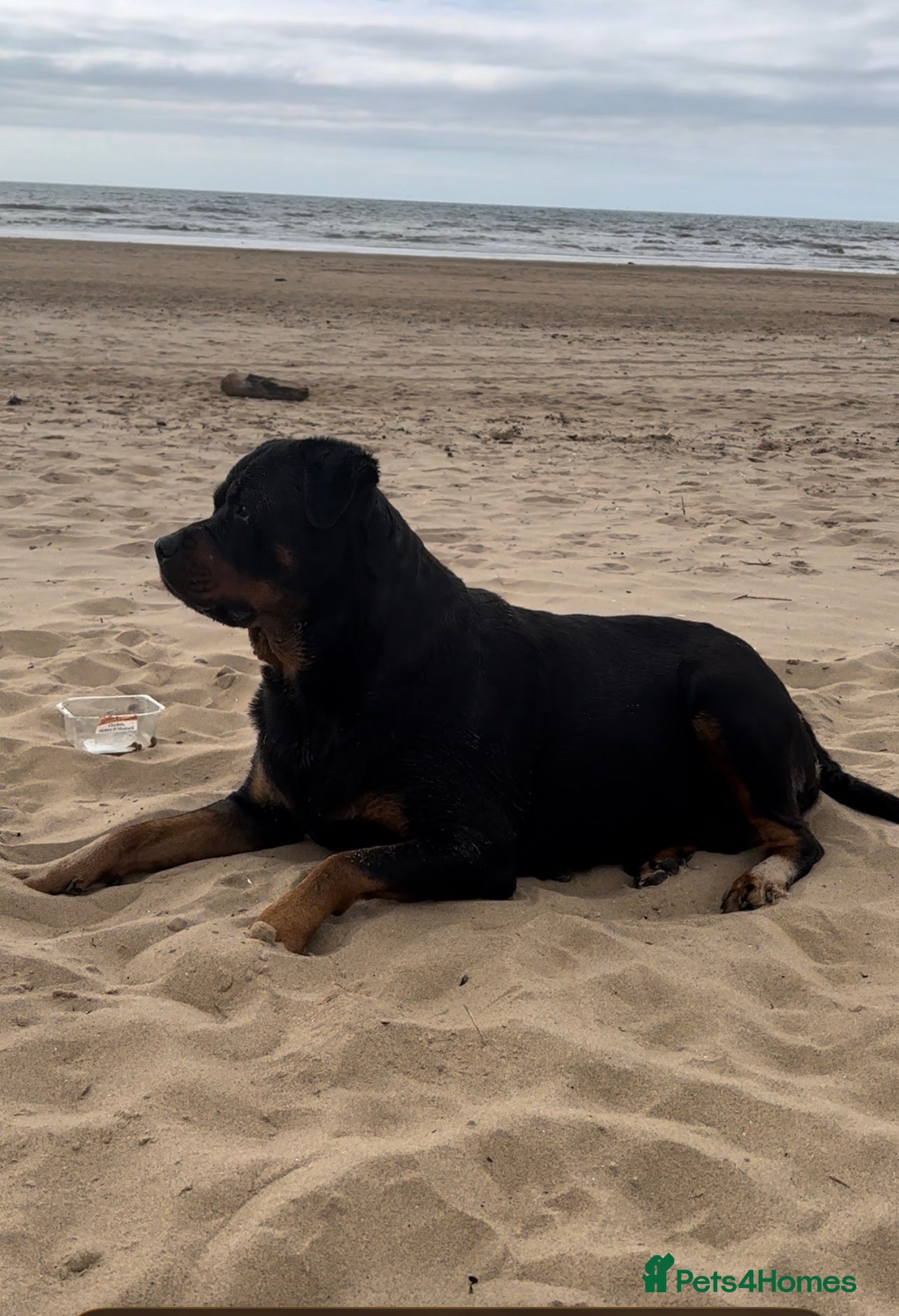 Rottweiler dogs GERMANY ROTTWEILER  - Advert 11