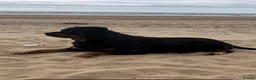 Rottweiler dogs for sale: GERMANY ROTTWEILER  in Southampton - Advert 1