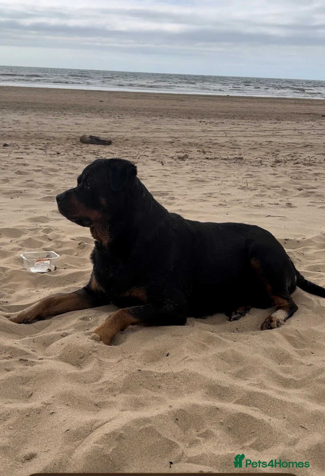 Rottweiler dogs for sale: GERMANY ROTTWEILER  in Southampton - Advert 1