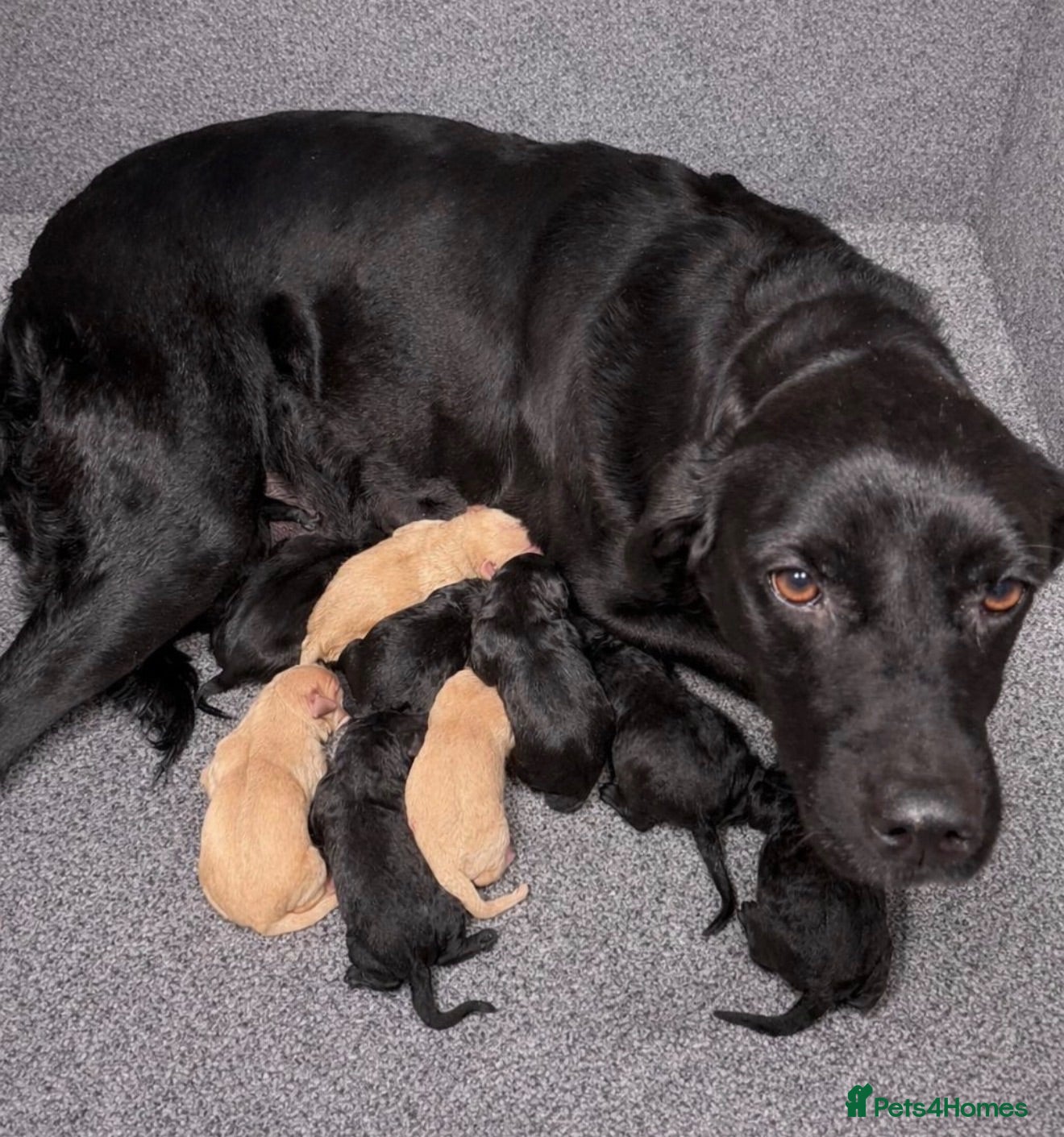 Labradoodle dogs Beautiful labradoodle puppy’s for sale - Advert 1