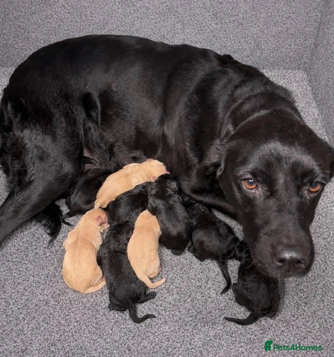 Labradoodle dogs for sale: Beautiful labradoodle puppy’s for sale - Advert 1